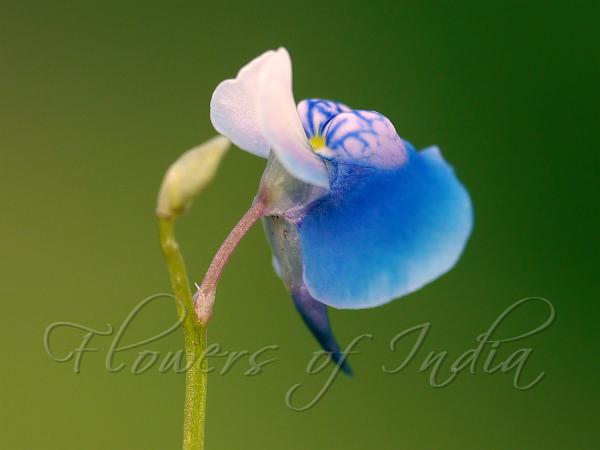 Lazuli Bladderwort